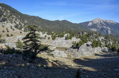 Türkiye 'nin ünlü turizm yolu üzerinde sedir ağaçları ve dağ kayaları olan yeşil çayır.