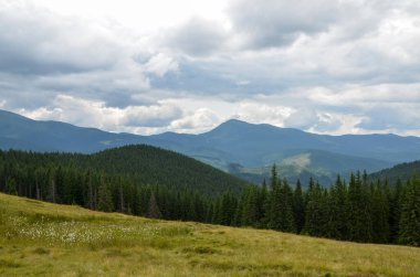 Kukul çayırından Chornohora Dağı 'nın tepe manzarası. Karpatya dağlarında köknar ağacı ve güzel doğal manzara.