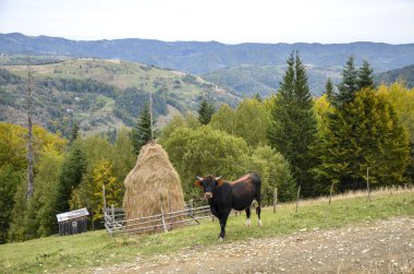 Huzurlu kırsal manzara, ağaçlar ve uzak dağlarla çevrili bir yamaçtaki samanlığın yakınındaki bir ineği gösteriyor. Karpatlar, Ukrayna