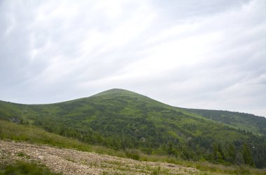 Yeşil çalılarla kaplı yemyeşil yamaç yamaçları ve kır çiçekleri Stig Dağı 'nın yumuşak zirvesine doğru uzanır. Parlak mavi gökyüzünün altında, her zaman yeşil ağaçlarla süslenmiştir. Dragobrat, Karpat Dağları, Ukrayna