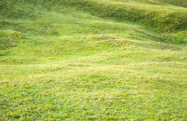 Yumuşak, dalgalı bir dokusu olan yuvarlanan yeşil tepeler. Çimenli tarla küçük kır çiçekleri ve ince gölgelerle kaplı, sakin, doğal bir manzara yaratıyor.