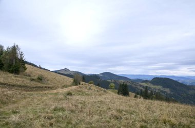 Çimenli yamaçları, sık ormanları ve yumuşak, bulutlu bir gökyüzünün altındaki uzak tepeleri olan sakin bir dağ manzarası. Doğa, seyahat ve doğa yaşam tarzı görselleri için idealdir. Karpat Dağları, Ukrayna