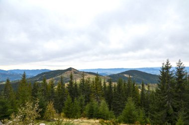 Yoğun yeşillik içeren panoramik dağ manzarası ve çimenli bir sırt üzerinde çam ağaçları, uzakta yuvarlanan tepeler ve yumuşak bulutlu bir gökyüzü. Karpat Dağları, Ukrayna
