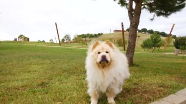 Parktaki çok tatlı beyaz köpek, şaşırmış ve korkmuş bir yüzle kameraya bakıyor, çok komik..