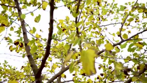 Árbol Con Hojas Verdes Que Cae Otoño Movido Por Viento — Vídeos de Stock