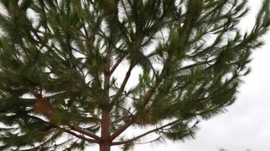 Sonbahar zamanı açık hava parkında dallar ve çam ağaçları, çok güzel güneş ve yüksek çözünürlüklü videolarla yeşil renk ve gökyüzü..
