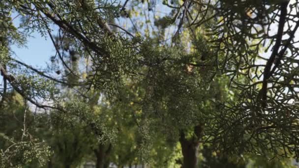 시간에 공원에 나뭇가지와 소나무 아름다운 태양과 고해상도 비디오로 녹색과 — 비디오