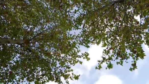 Ramas Pinos Parque Aire Libre Otoño Color Verde Cielo Con — Vídeos de Stock