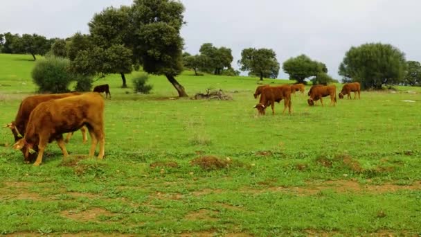 Tame Touros Gado Com Cabelos Castanhos Pastando Prado Verde Andaluzia — Vídeo de Stock