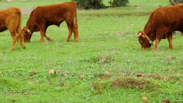 アンダルシアの緑の草原で茶色の毛の放牧とタメ牛 鋭い角 — ストック動画