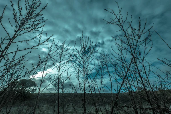Shrubs Forest Sunset Warm Bluish Sky Dark Clouds — Stock Photo, Image