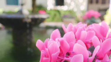 Endülüs 'te bahar mevsiminde çiçekler, Cordoba' nın tipik avluları, çeşmeler, bol güneş ışığı, çok güzel ve neşeli bir sahne, 60 fps ve 4K 'da yavaş çekimde kaydedildi..