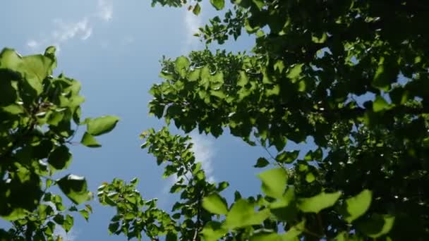 Día Soleado Verano Sur España Escena Cámara Lenta Ramas Árboles — Vídeos de Stock