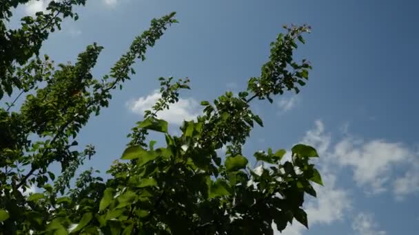 阳光明媚的夏日 在西班牙南部 绿树成荫的枝条缓缓在风中飘扬 阳光灿烂 — 图库视频影像