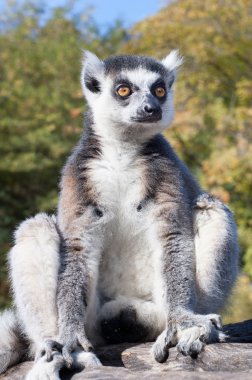 bir ağaç dalı oturan lemur catta