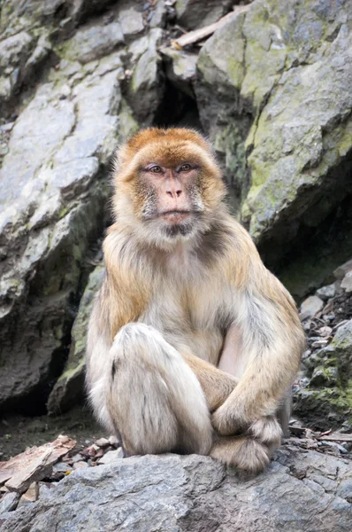 Macaco berberisco sentado en un acantilado — Foto de Stock