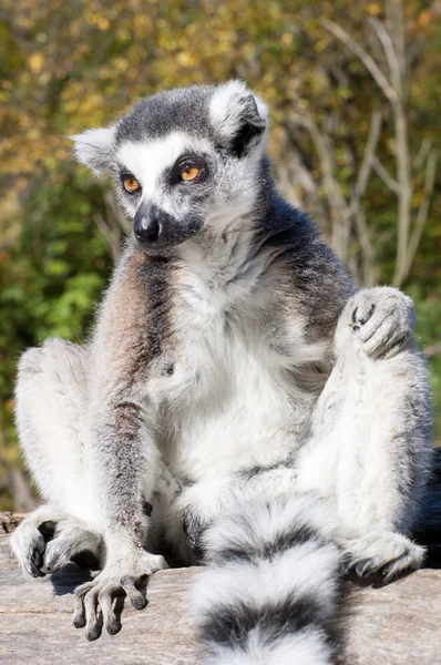 Lemur bir dalda dinlenme
