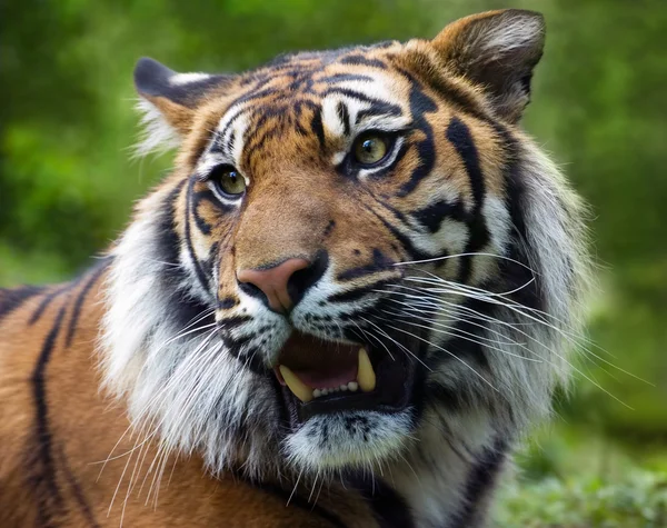 Tigre de Sumatra rugir dientes desnudos — Foto de Stock