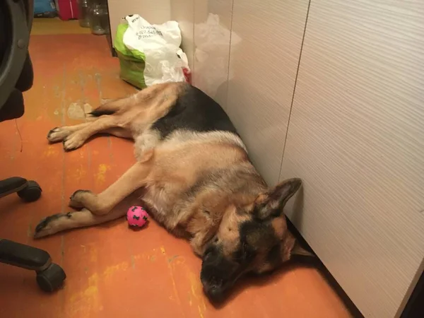 Shepherd Σκυλί Κοιμάται Γαλήνια — Φωτογραφία Αρχείου
