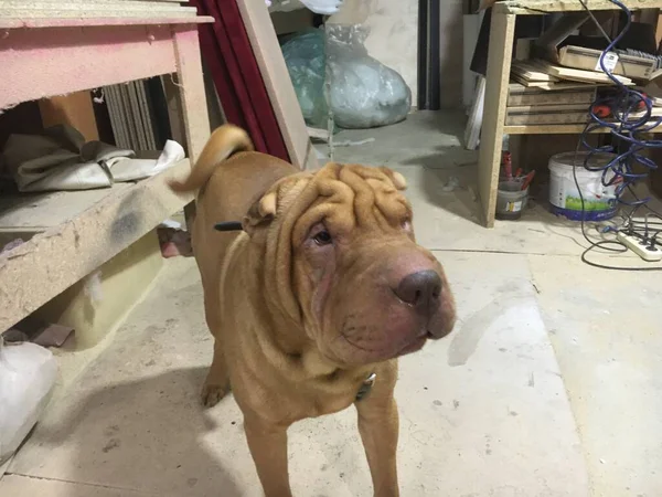 Shar Pei Dog Mirándome — Foto de Stock