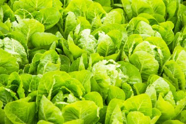 sebze bahçesinde büyüyen yeşil marul bitki