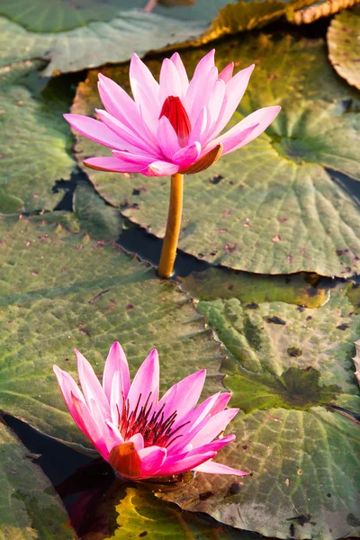 Pink lotus water lily blossom in natural pond in the morning sun — Stock Photo, Image