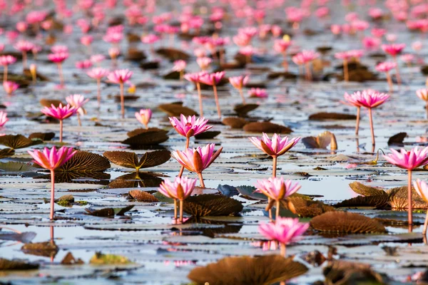 Pink lotus water lily blossom in natural pond in the morning sun — Stock Photo, Image