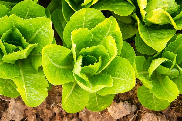 Green lettuce plant growing in the vegetable garden — Stock Photo, Image