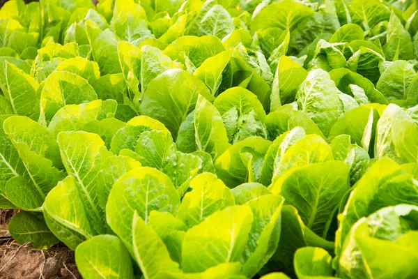 Green lettuce plant growing in the vegetable garden — Stock Photo, Image