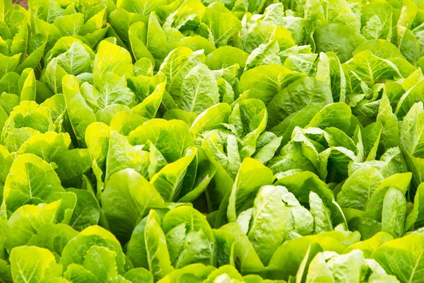 Green lettuce plant growing in the vegetable garden — Stock Photo, Image