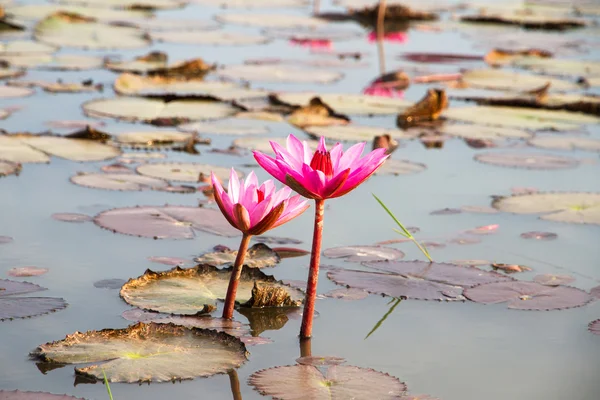 Розовый лотос воды лилии цветут в естественном пруду на утреннем солнце — стоковое фото