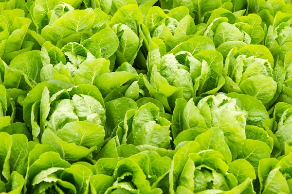 Green lettuce plant growing in the vegetable garden. — Stock Photo, Image
