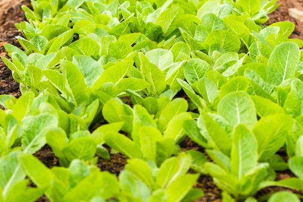 Rows of fresh lettuce plants on a fertile field — Stock Photo, Image