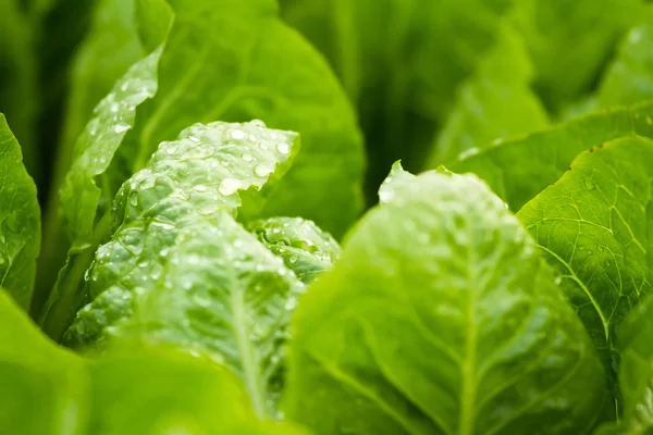 Closeup of fresh lettuce with water drops. — Stock Photo, Image