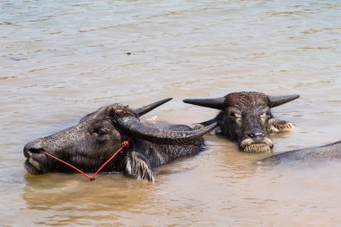 Tay Texas'ın bir su bataklık. Vücut ısısı yayın.