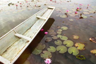 Beyaz kayığın pembe lotus gölet