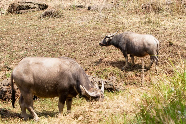 Thai buffalo or Water  buffalo in Thailand. — Stock Photo, Image