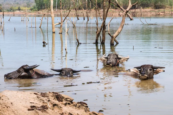 Pantano tailandés búfalos en un agua.Liberar el calor corporal . —  Fotos de Stock