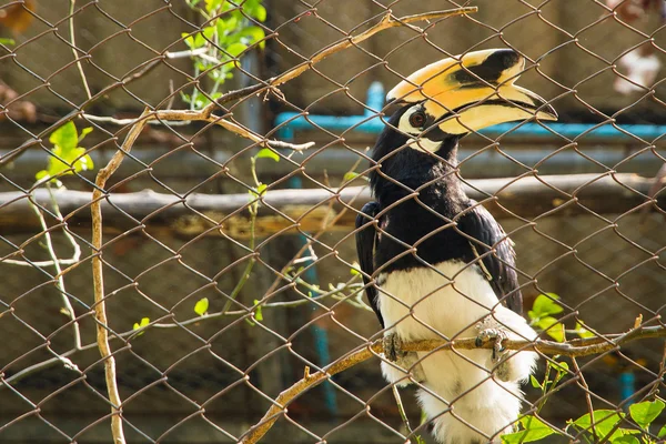 Rinoceronte Hornbill en la jaula —  Fotos de Stock