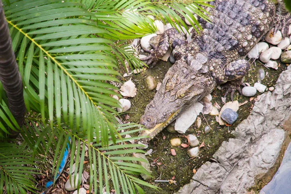 Krokodil az állatkertben. Thaiföld — Stock Fotó