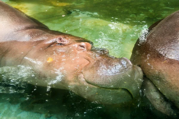 Ein Nilpferd, das ein Bad im kühlen Erfrischungswasser nimmt — Stockfoto