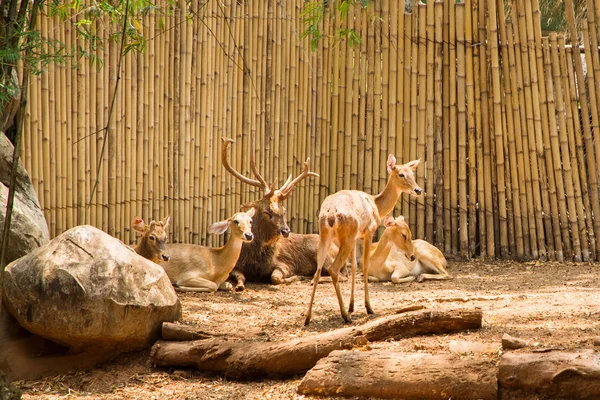 Ciervos en el zoo.Tailandia —  Fotos de Stock