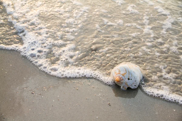 Schelp op strand met waves.selective focus — Stockfoto