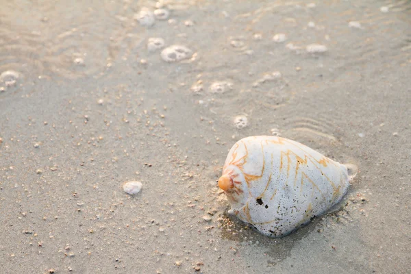 Schelp op strand met waves.selective focus — Stockfoto