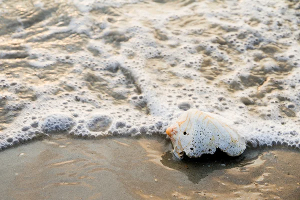 Schelp op strand met waves.selective focus — Stockfoto