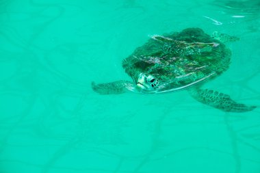 Deniz kaplumbağası koruma Merkezi