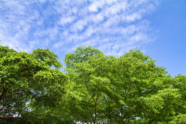 Árbol verde con nubes en el cielo —  Fotos de Stock