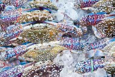 Angsila, Choburi, Thailand.Sea feribot, taze Pazar Yengeç 