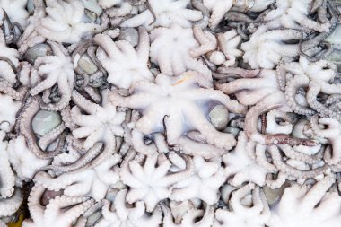 Angsila, Choburi, Thailand.Sea feribot, taze Pazar kalamar