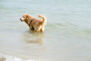 Suya yakın sahilde altın geri almak.